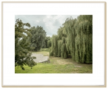 Weeping Willow